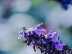 やっぱや〜めた