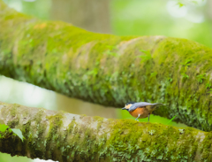 ヤマガラさんのオケツ