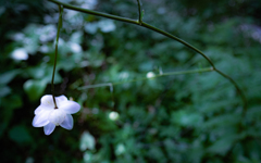 お洒落な照明器具みたい