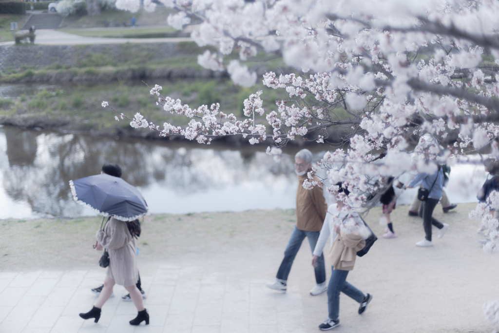 賀茂川と桜と人々