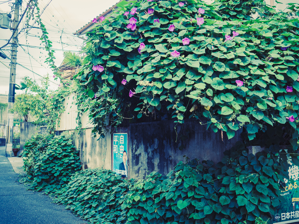 自由と平和と昼顔