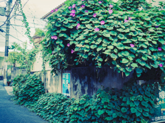 自由と平和と昼顔