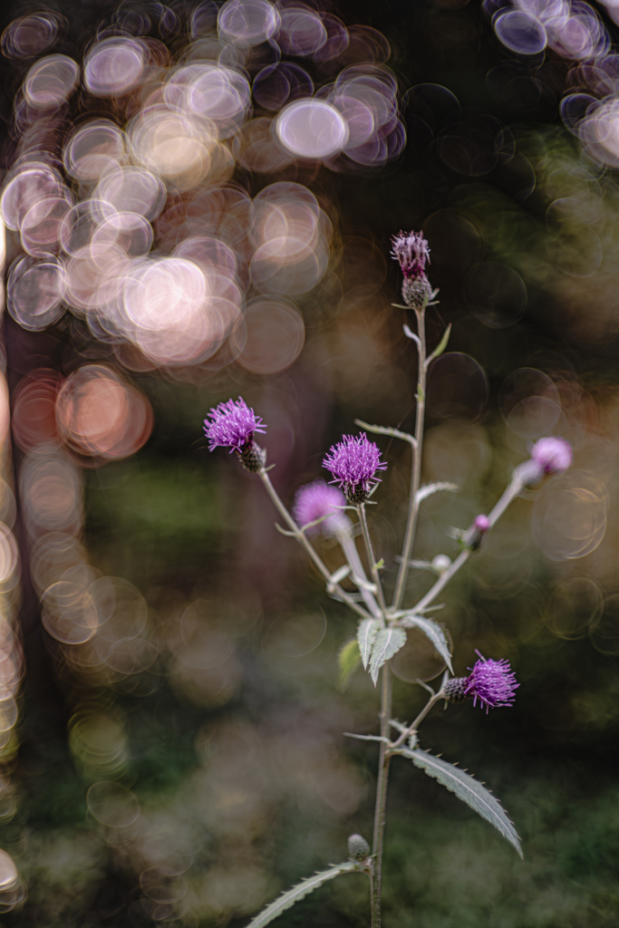 アザミより玉ボケの方が綺麗でしょ