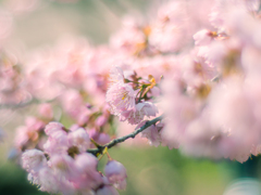 早咲きの桜