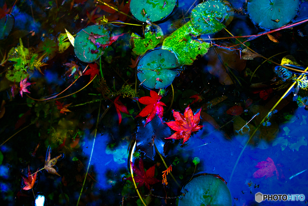 池の中の紅葉