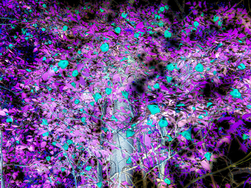 るいてい咲いぱっいが椿