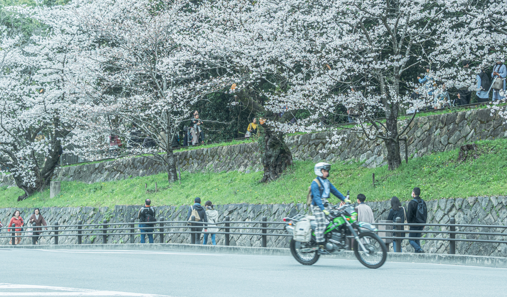 インクラインの桜とライダー