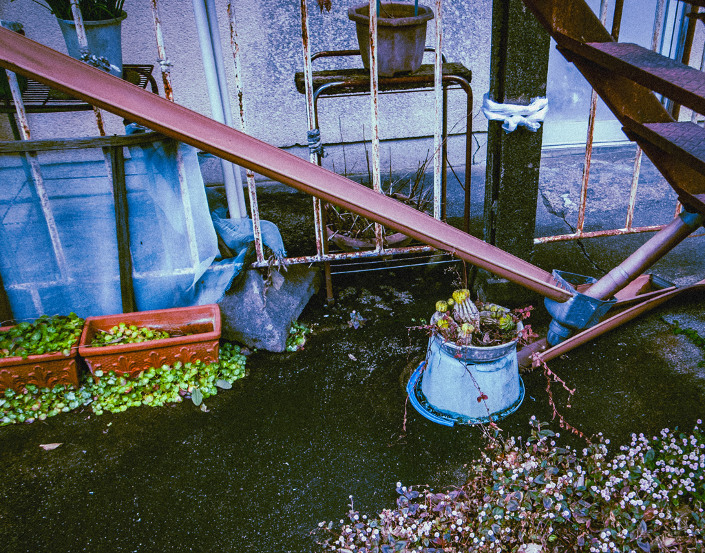 退廃的なサボテン