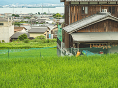 田んぼ　玉ねぎ　遠くに琵琶湖