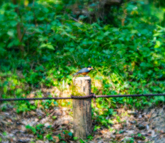 ヤマちゃんにスポットライト