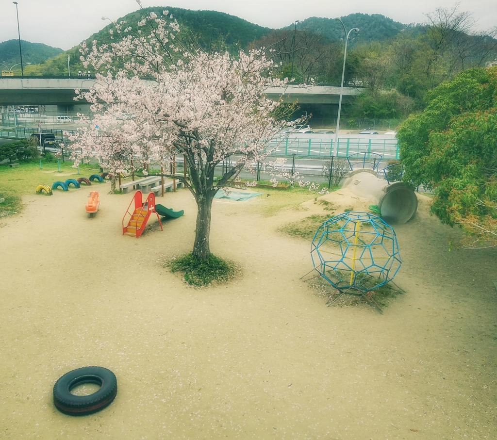 一本桜公園
