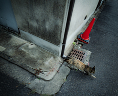 全速力で逃げる猫