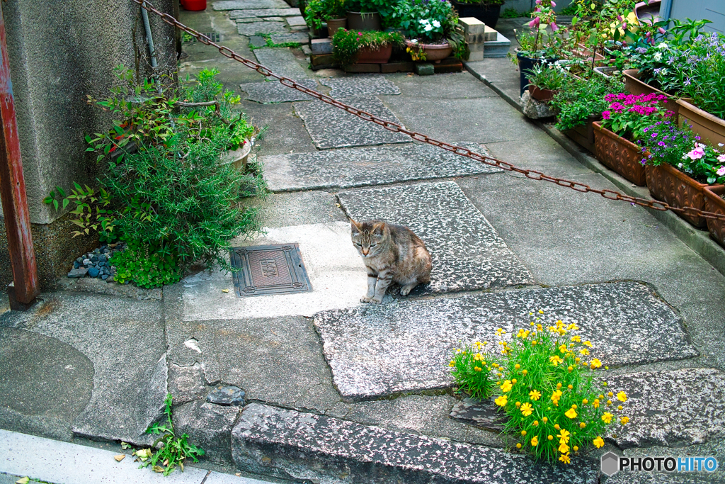 ニャンコと花