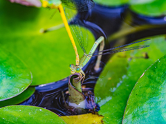 産卵中のイトトンボカップル
