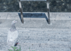 一羽だけ毛色の違う君は飼い鳩