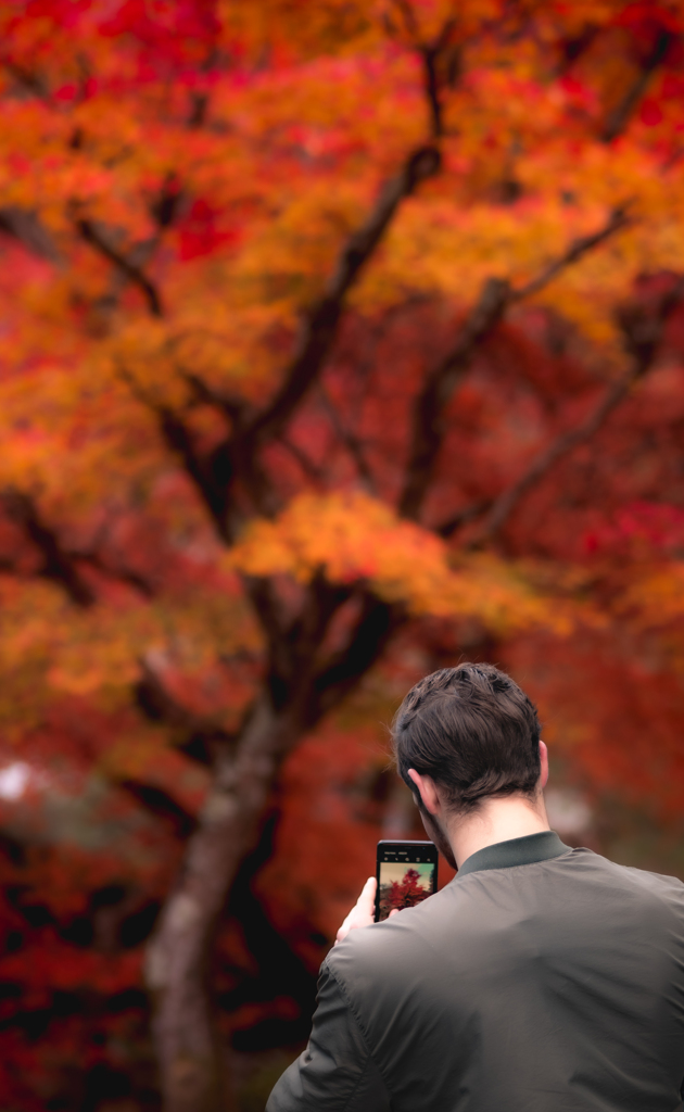 " Wow! What a beautiful maple. "