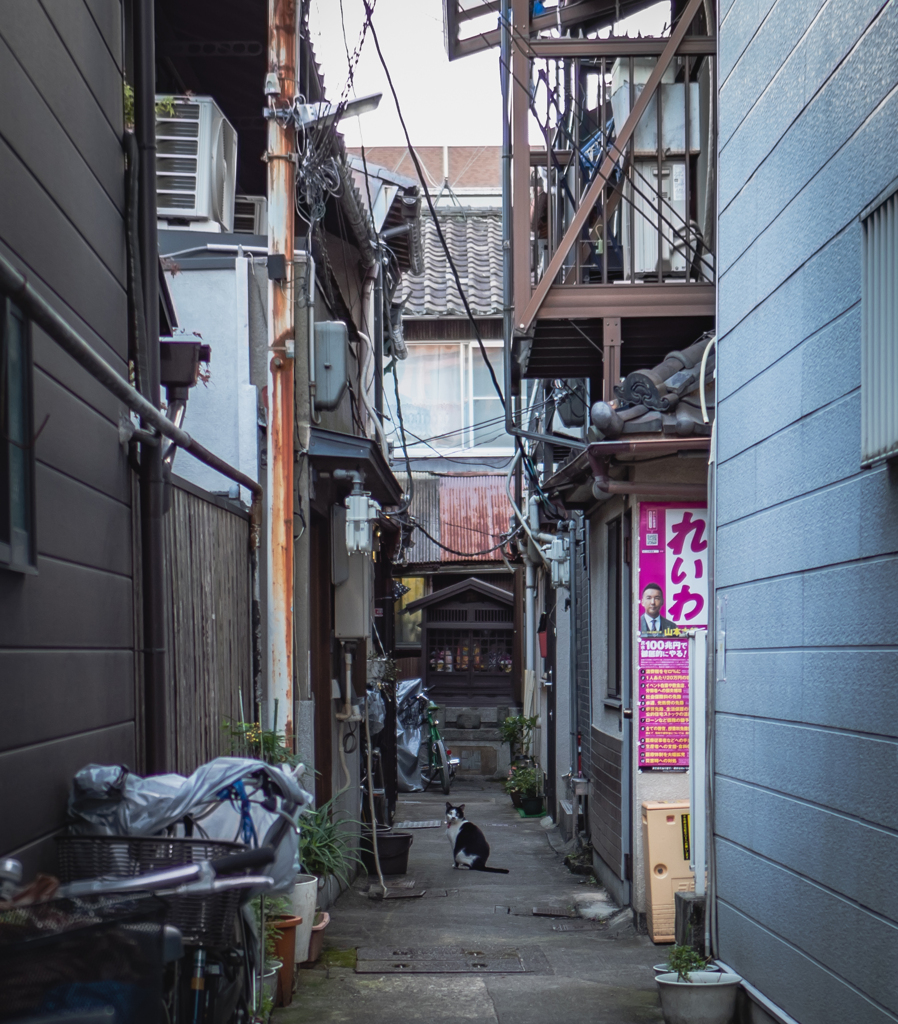 狭い路地に猫おった