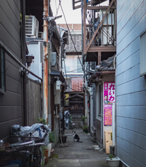 狭い路地に猫おった