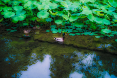 カモのカップル