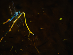 noisy　dragonfly