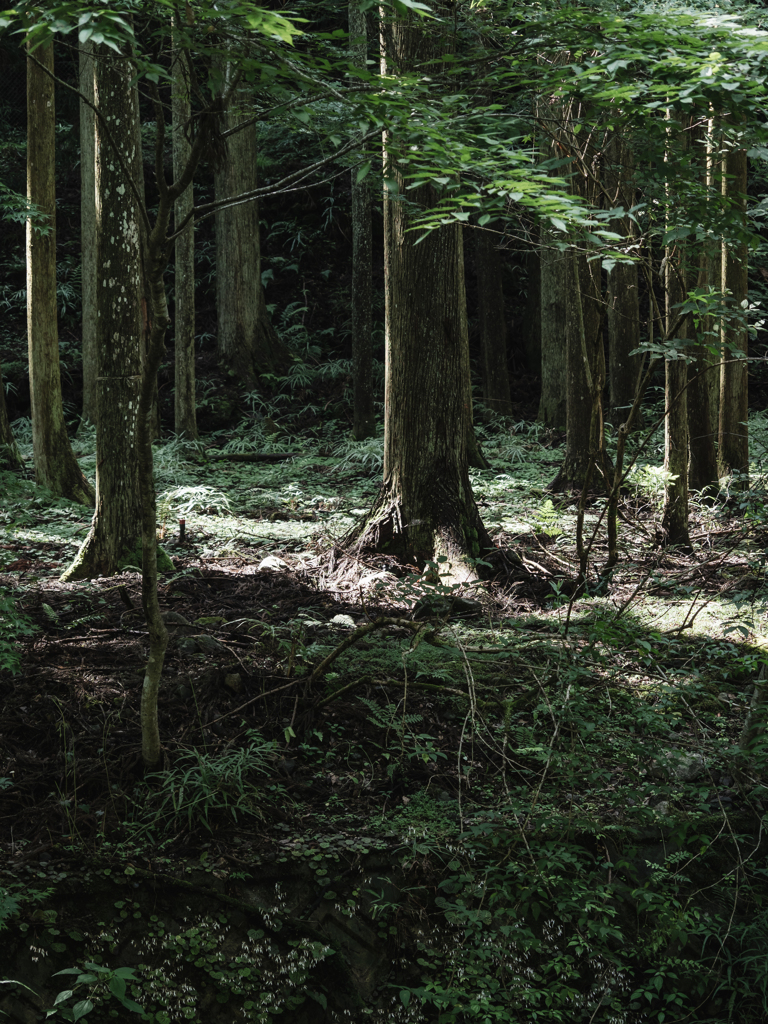 山林に射す光