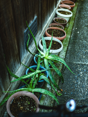 アロエベム　アロエベラ　アロエベロ