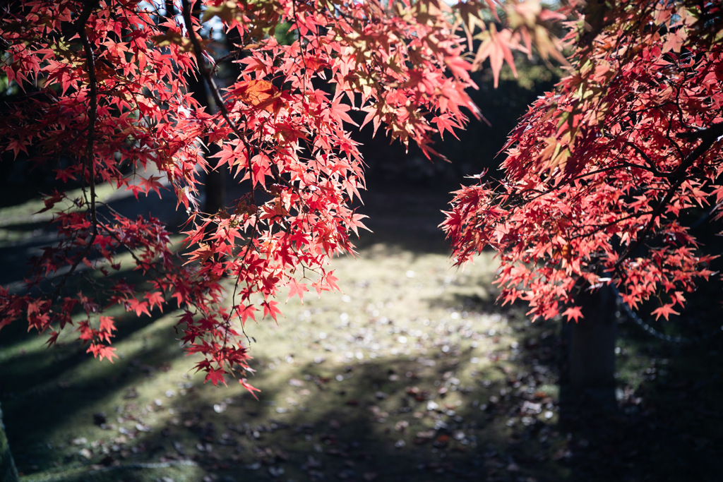 真如堂の紅葉 3