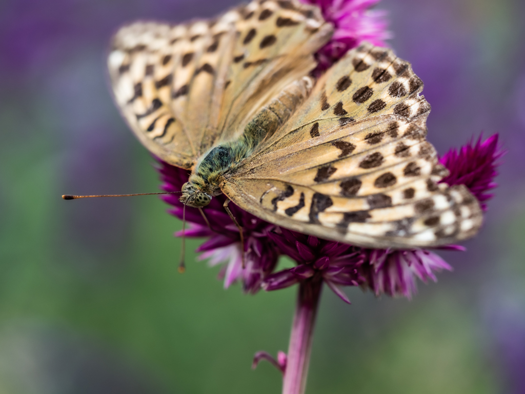 控えめな色が美しい