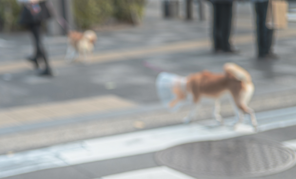 頭にカバー被せられてる