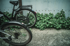 波板　ドクダミ　自転車二台