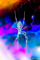 ネガティブスパイダー