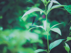 近づくと逃げるトンボ