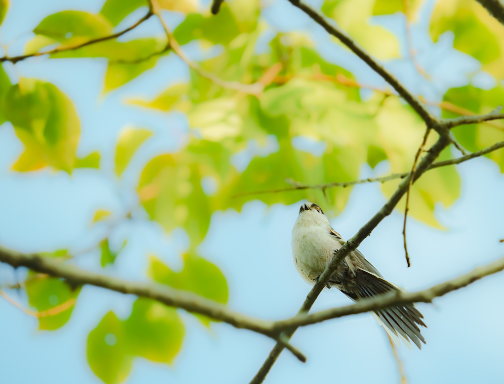 低い木にとまってくれたエナガさん