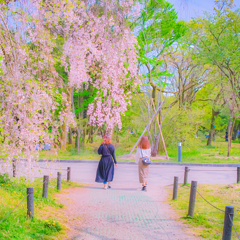 枝垂れ桜は咲いていた 枝垂れ桜は咲いていた