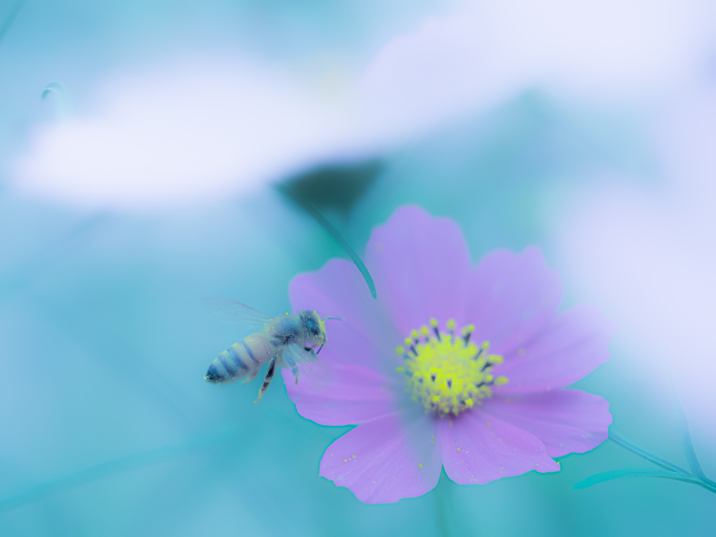 コスモスにミツバチさん