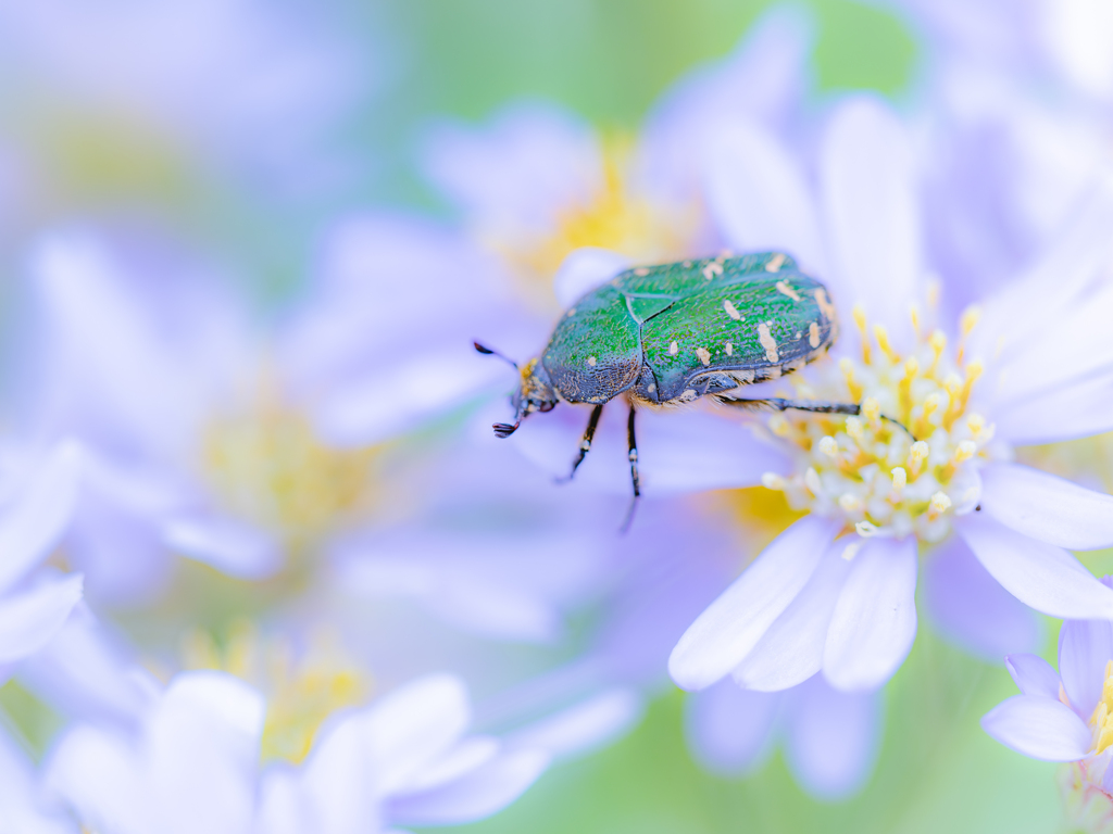 次の花ムグらせて頂きます