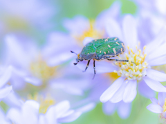 次の花ムグらせて頂きます