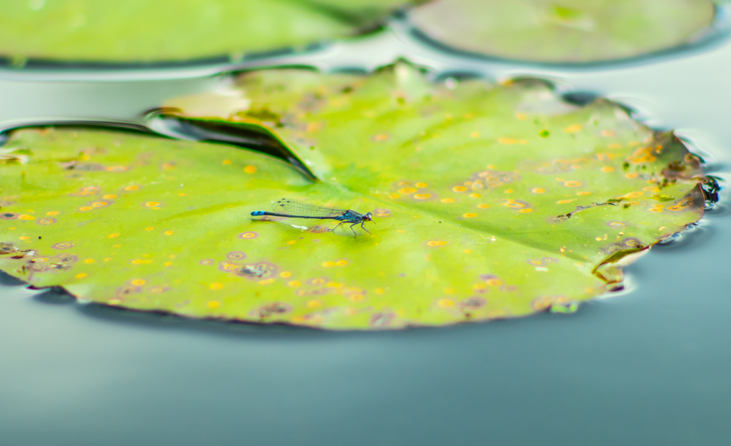 水色のイトトンボ