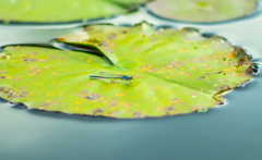 水色のイトトンボ