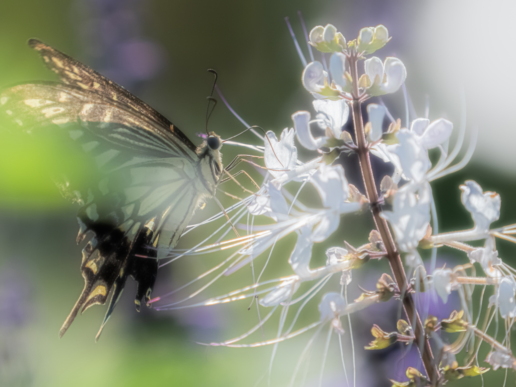 アゲハ蝶と白い花