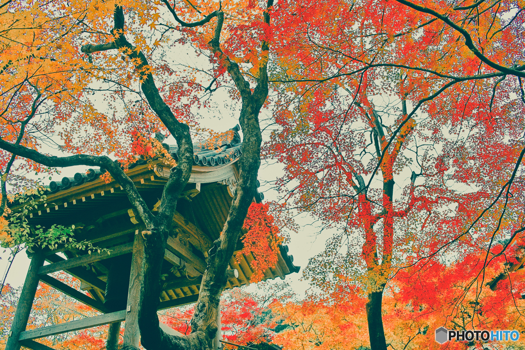 常寂光寺の紅葉