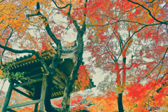 常寂光寺の紅葉