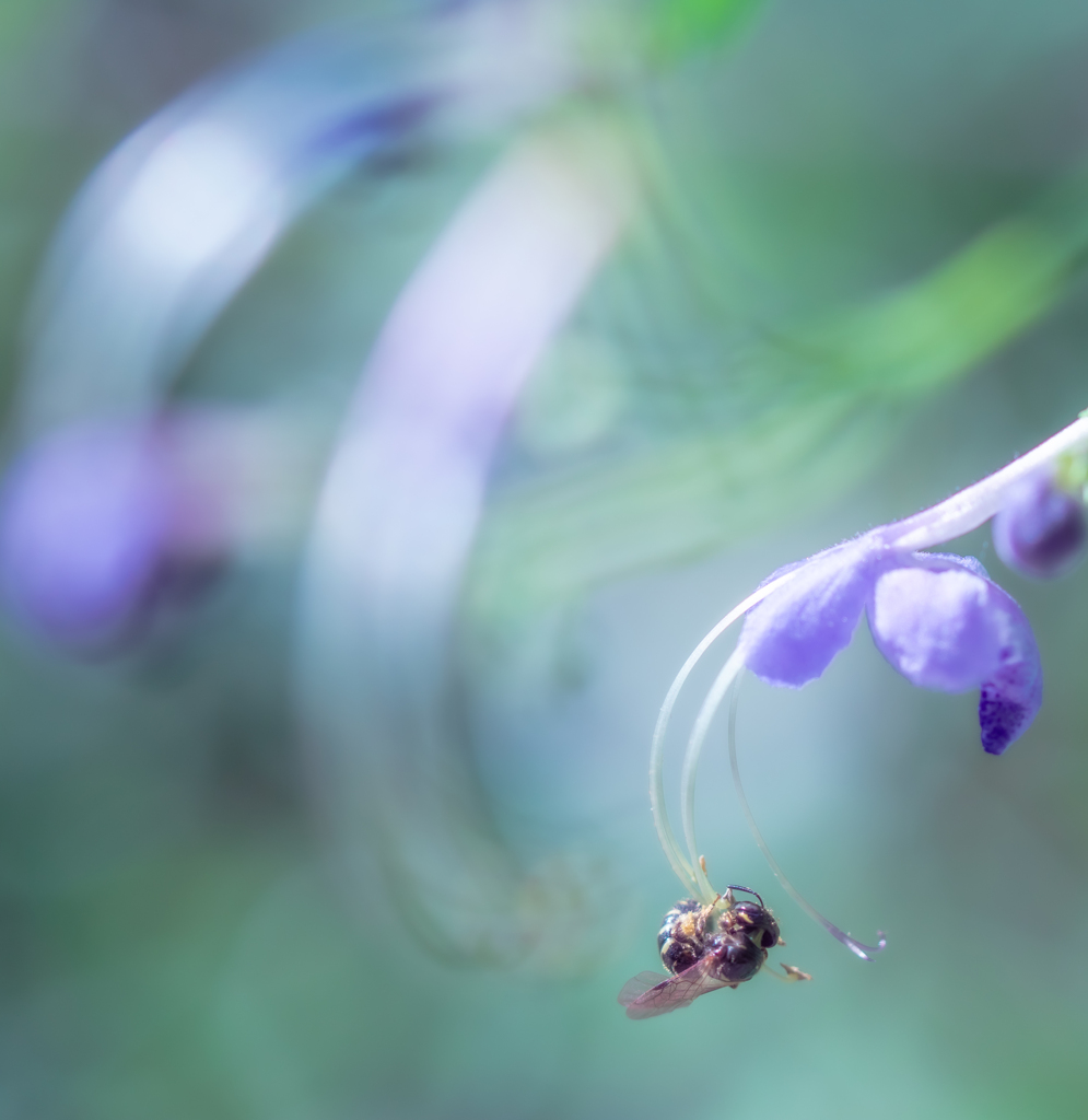 花粉を食べる蜂のような虫