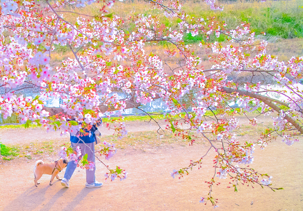 桜パグ