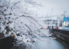 さくらとそすい