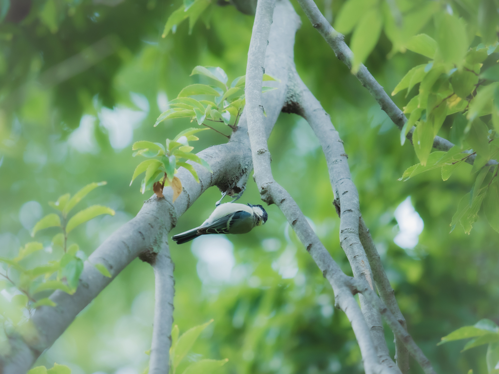 鳥も撮れるようになりたい
