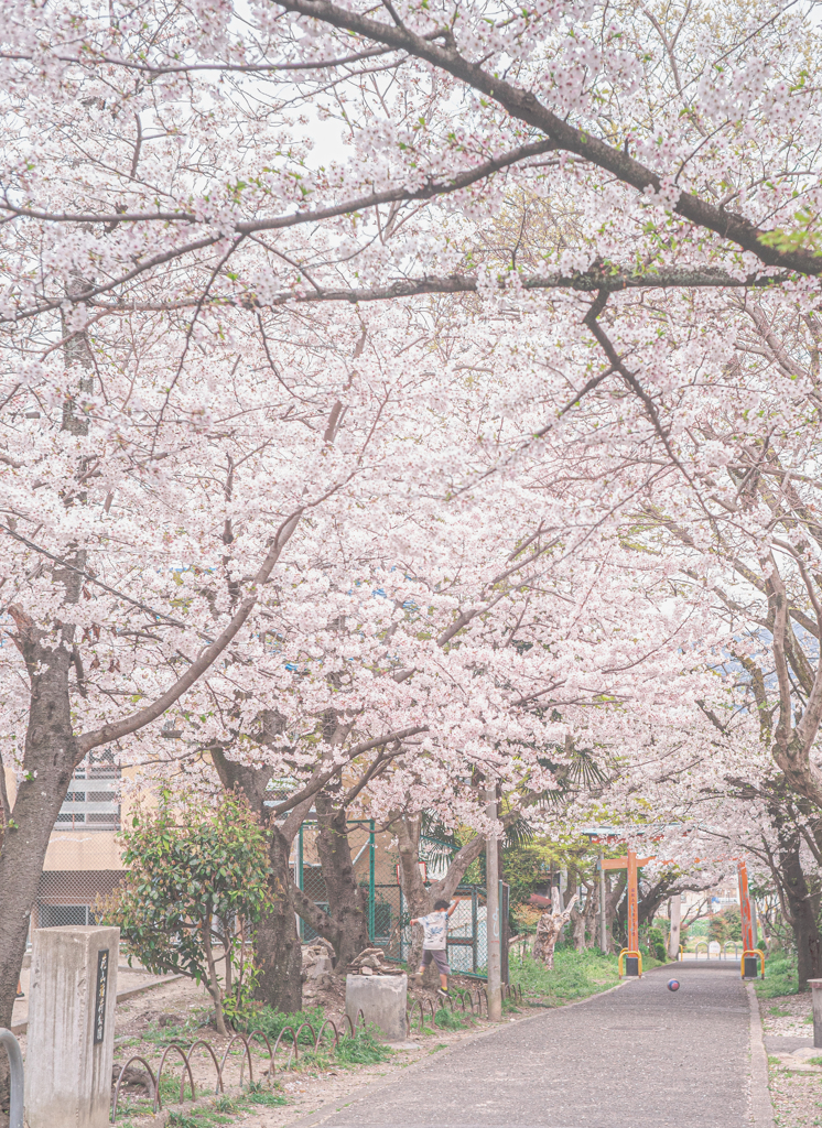 参道は桜のトンネル