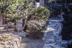 お寺にいた猫を撮る人