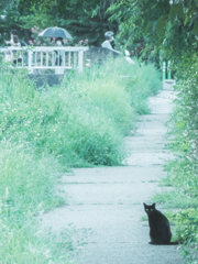 遊歩道の黒猫