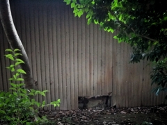 猫が入って目が光る
